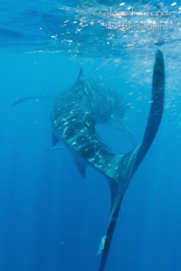 Whalleshark, Isla Mujeres Mexico by Alejandro Topete 